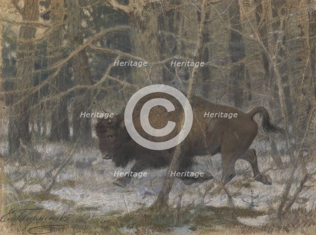 The wood bison. Artist: Tichmenev, Evgeny Alexandrovich (1869-1934)