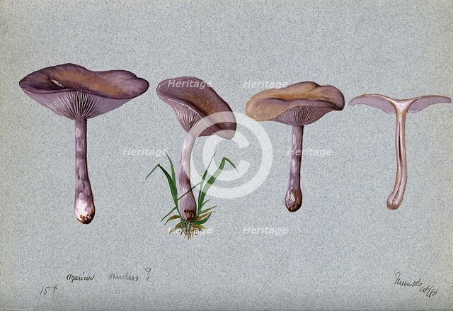 The wood blewit fungus (Lepista nuda): four fruiting bodies, 1898. Creator: Unknown.