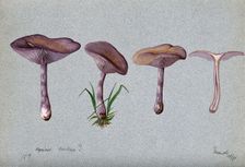The wood blewit fungus (Lepista nuda): four fruiting bodies, 1898. Creator: Unknown