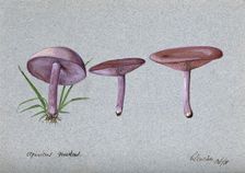 The wood blewit fungus (Lepista nuda): three fruiting bodies, 1901. Creator: Unknown