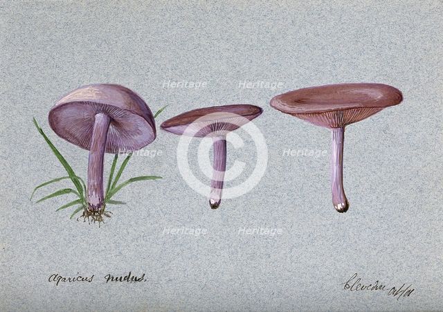 The wood blewit fungus (Lepista nuda): three fruiting bodies, 1901. Creator: Unknown.