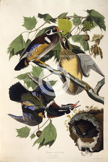 The wood duck. From "The Birds of America", 1827-1838. Creator: Audubon, John James (1785-1851).