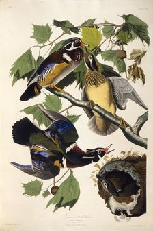 The wood duck. From "The Birds of America", 1827-1838. Creator: Audubon, John James (1785-1851)