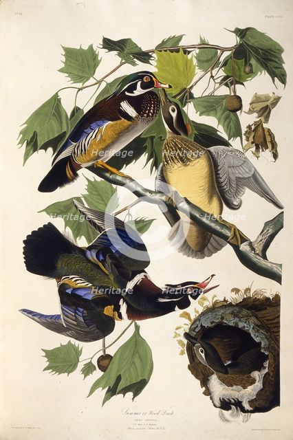 The wood duck. From "The Birds of America", 1827-1838. Creator: Audubon, John James (1785-1851).