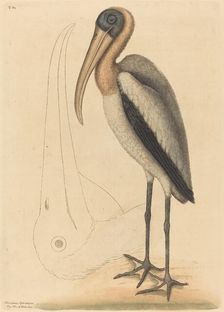 The Wood Pelican (Tantalus Loculator), published 1731-1743. Creator: Mark Catesby
