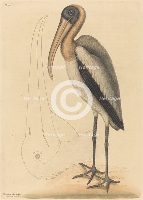 The Wood Pelican (Tantalus Loculator), published 1731-1743. Creator: Mark Catesby.