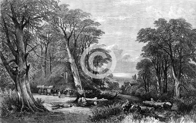 "The Woods in Autumn", by Henry Jutsum, in the Exhibition of the British Institution, 1864. Creator: Unknown.
