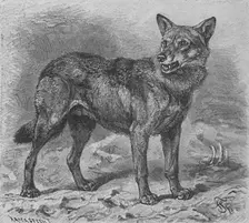 The Wolf c1900. Artist: Helena J. Maguire