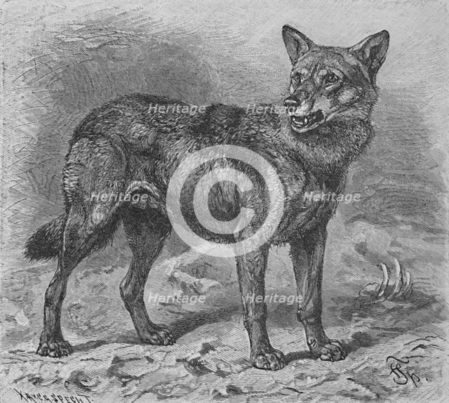 'The Wolf', c1900. Artist: Helena J. Maguire.