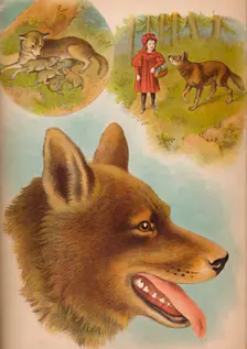 The Wolf c1900. Artist: Helena J. Maguire