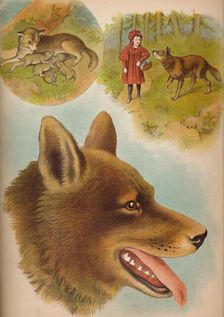 The Wolf c1900. Artist: Helena J. Maguire