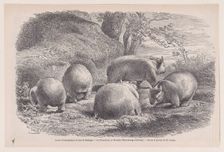 The Wombat, from "Le Magasin Pittoresque", ca. 1852. Creator: Charles Emile Jacque