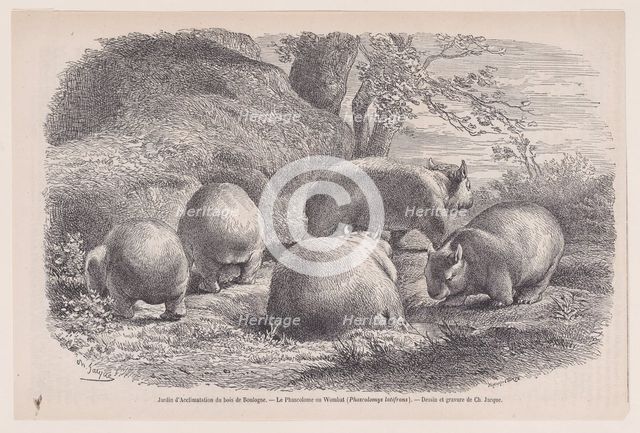 The Wombat, from "Le Magasin Pittoresque", ca. 1852. Creator: Charles Emile Jacque.
