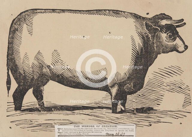 The Wonder of Creation, Brother Jonathan the American Mammoth Ox, Egyptian Hall, Piccadilly, 1839.  Creator: Unknown.