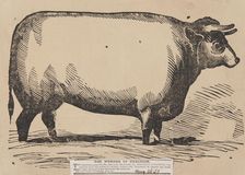 The Wonder of Creation, Brother Jonathan the American Mammoth Ox, Egyptian Hall, Piccadilly, 1839. Creator: Unknown