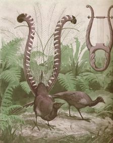 The Wonderful Tail of the Lyre Bird 1935
