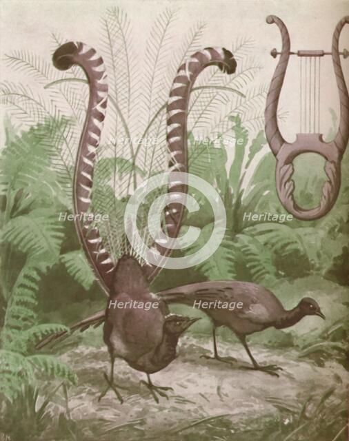 'The Wonderful Tail of the Lyre Bird', 1935. Artist: Unknown.