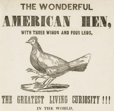 The Wonderful American Hen with three wings and four legs, 1837. Creator: Unknown