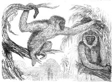 The "Wou-wou", or silvery gibbons, 1845. Creator: Unknown