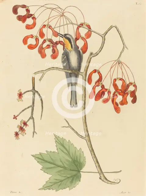 The Yellow Throated Creeper, published 1754. Creator: Mark Catesby.