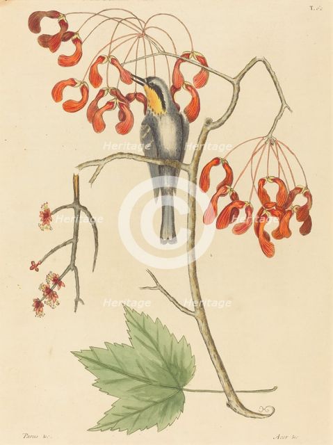 The Yellow Throated Creeper, published 1754. Creator: Mark Catesby.