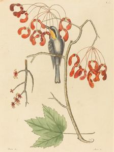 The Yellow Throated Creeper, published 1754. Creator: Mark Catesby