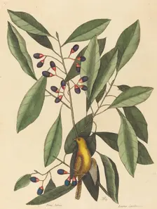 The Yellow Titmouse (Motacilla trochilus), published 1754. Creator: Mark Catesby