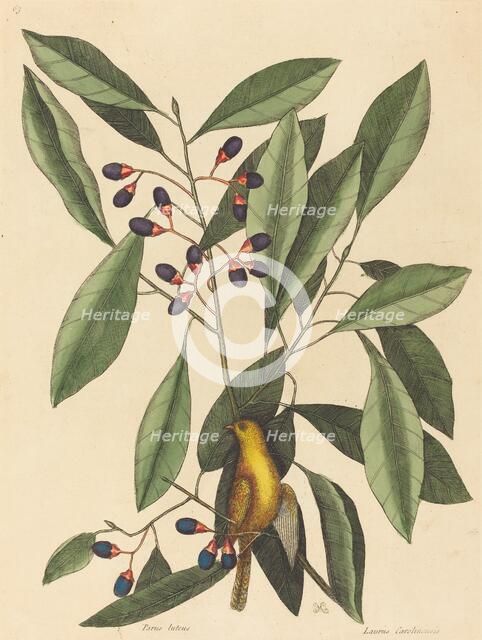 The Yellow Titmouse (Motacilla trochilus), published 1754. Creator: Mark Catesby.