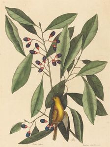 The Yellow Titmouse (Motacilla trochilus), published 1754. Creator: Mark Catesby