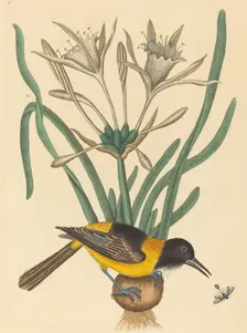 The Yellow and Black Pye (Oriolus Icterus), published 1731-1743. Creator: Mark Catesby