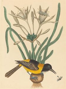 The Yellow and Black Pye (Oriolus Icterus), published 1731-1743. Creator: Mark Catesby