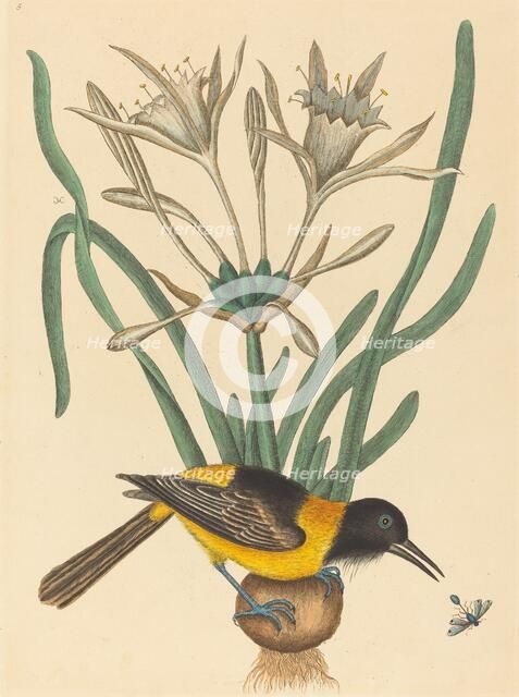 The Yellow and Black Pye (Oriolus Icterus), published 1731-1743. Creator: Mark Catesby.