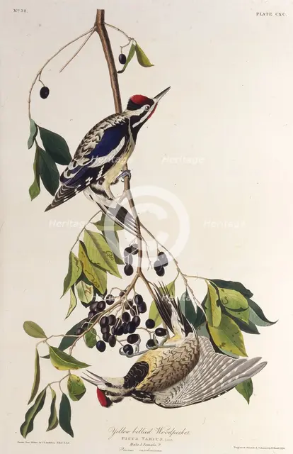 The yellow-bellied sapsucker. From "The Birds of America", 1827-1838. Creator: Audubon, John James (1785-1851).