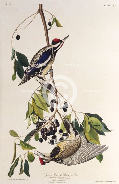 The yellow-bellied sapsucker. From "The Birds of America", 1827-1838. Creator: Audubon, John James (1785-1851).