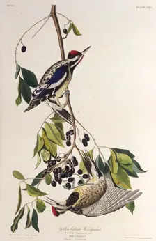 The yellow-bellied sapsucker. From "The Birds of America", 1827-1838. Creator: Audubon, John James (1785-1851)