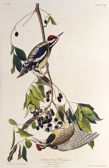 The yellow-bellied sapsucker. From "The Birds of America", 1827-1838. Creator: Audubon, John James (1785-1851)