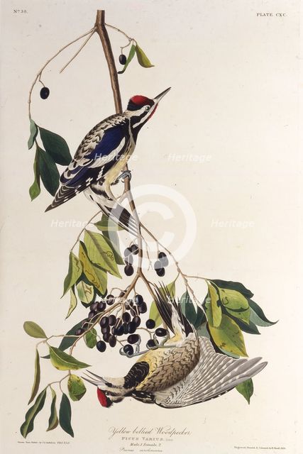 The yellow-bellied sapsucker. From "The Birds of America", 1827-1838. Creator: Audubon, John James (1785-1851).