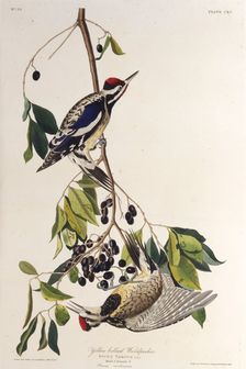 The yellow-bellied sapsucker. From "The Birds of America", 1827-1838. Creator: Audubon, John James (1785-1851)