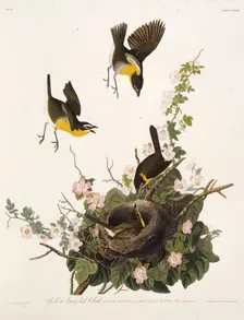 The yellow-breasted chat. From "The Birds of America", 1827-1838. Creator: Audubon, John James (1785-1851)