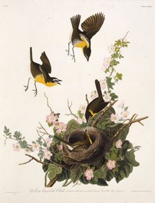 The yellow-breasted chat. From "The Birds of America", 1827-1838. Creator: Audubon, John James (1785-1851)
