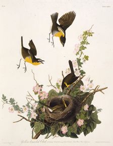 The yellow-breasted chat. From "The Birds of America", 1827-1838. Creator: Audubon, John James (1785-1851)