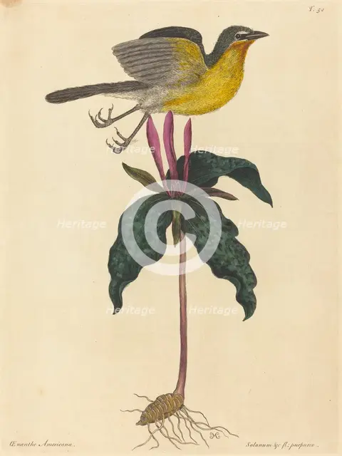 The Yellow-breasted Chat, published 1754. Creator: Mark Catesby.