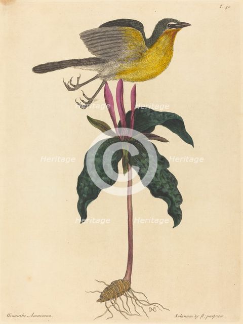 The Yellow-breasted Chat, published 1754. Creator: Mark Catesby.