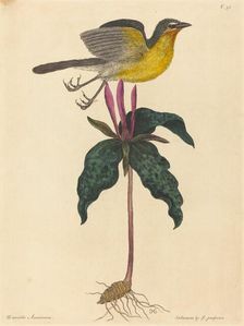 The Yellow-breasted Chat, published 1754. Creator: Mark Catesby