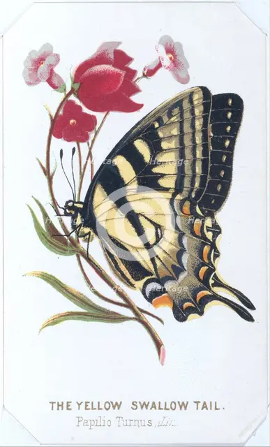 The Yellow Swallowtail, 1860. Creator: Louis Prang.