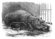 The young hippopotamus and dam, at the Zoological Society's Garden, 1872. Creator: Unknown