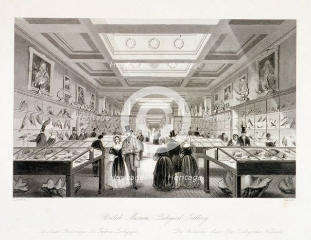 The Zoological Gallery, British Museum, Holborn, London, c1850. Artist: William Radclyffe