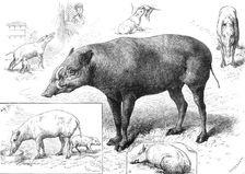 The Zoological Society's Gardens: the Babiroussa family, 1883. Creator: John Greenaway