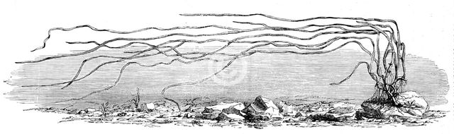 The Zostera marina, or grass-wrack, Mr. Harben's proposed substitute for cotton, 1862. Creator: Unknown.