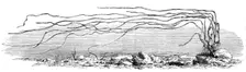 The Zostera marina, or grass-wrack, Mr. Harben's proposed substitute for cotton, 1862. Creator: Unknown